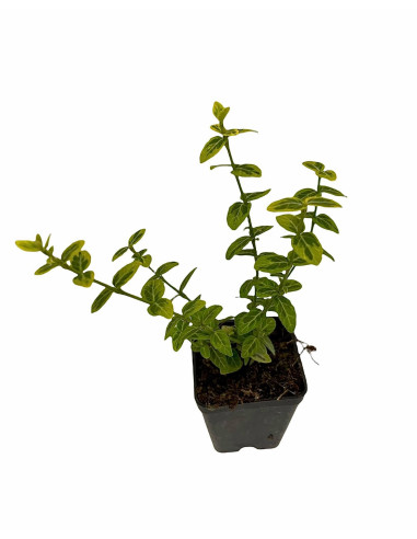 5 Piante Euonymus Emerald Gold Vaso 7cm-Piante Da Siepe|Mondo Piante