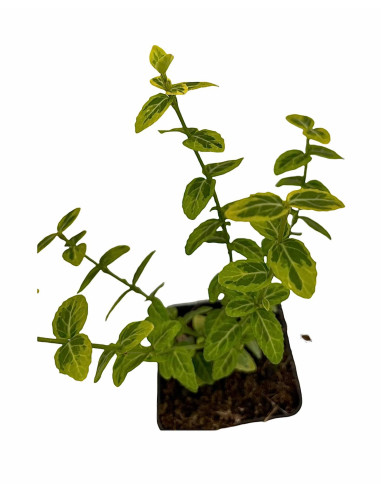 5 Piante Euonymus Emerald Gold Vaso 7cm-Piante Da Siepe|Mondo Piante