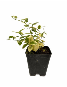 Kit 5 Piante Vinca Major Vaso 7 cm: Vendita | Mondo Piante