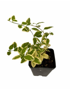 Kit 5 Piante Vinca Major Vaso 7 cm: Vendita | Mondo Piante 2