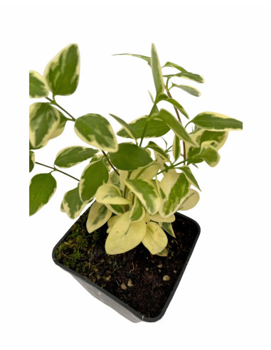 5 Piante Di Vinca  Vaso 7cm- Vendita Piante Rampicanti | Mondo Piante