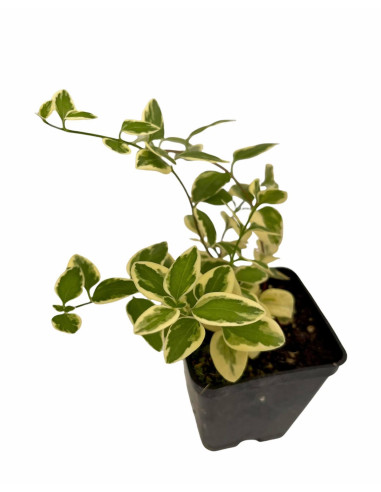 5 Piante Di Vinca  Vaso 7cm- Vendita Piante Rampicanti | Mondo Piante