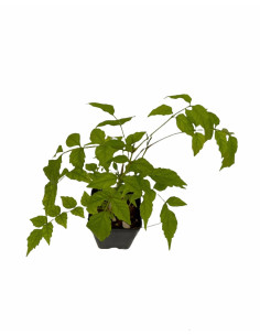 Kit 5 Piante Bignonia Grandiflora Vaso 7 cm | Mondo Piante 2