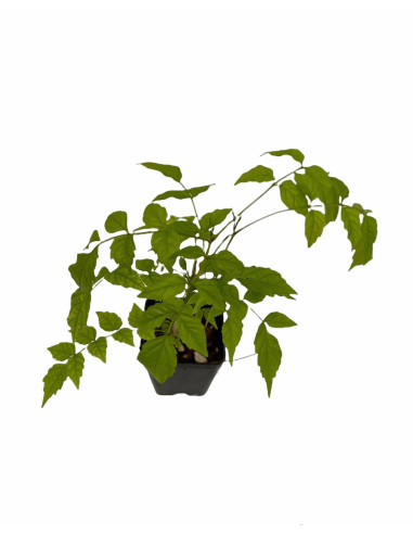 5 Piante Bignonia Grandiflora Vaso 7cm-Pianta Rampicante|Mondo Piante