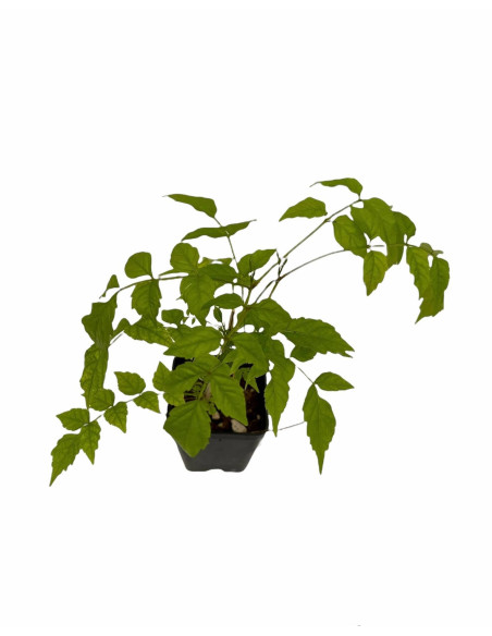 Kit 5 Piante Bignonia Grandiflora Vaso 7 cm | Mondo Piante