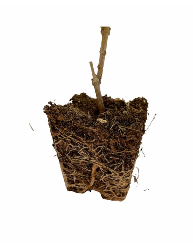 5 Piante Bignonia Grandiflora Vaso 7cm-Pianta Rampicante|Mondo Piante