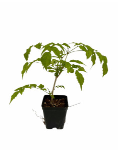 5 Piante di Bignonia Contessa Sara Vaso 7cm-Rampicante|Mondo Piante