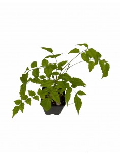 Bignonia Capensis Orange... 2