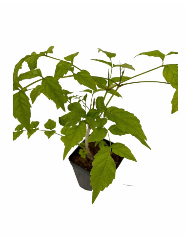 5 Piante di Bignonia Capensis Vaso 7cm-Pianta Rampicante|Mondo Piante