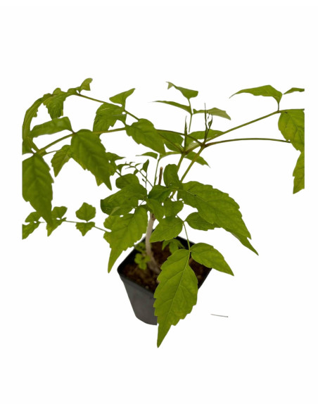 Kit 5 Piante Bignonia Capensis Vaso 7 cm | Mondo Piante