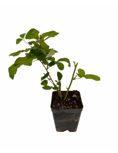 Pianta di Mora Vaso 7cm | Mondo Piante