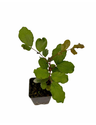 5x Piante Carrubo (Ceratonia siliqua) Vaso 7cm | Mondo Piante