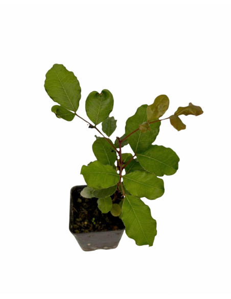 5x Piante Carrubo (Ceratonia siliqua) Vaso 7cm | Mondo Piante