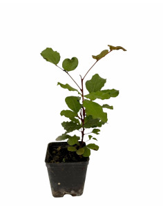 5x Piante Carrubo (Ceratonia siliqua) Vaso 7cm | Mondo Piante