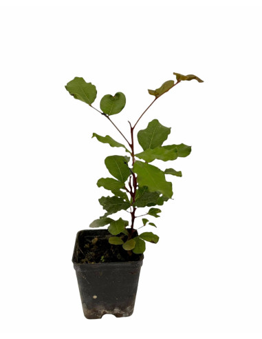 5x Piante Carrubo (Ceratonia siliqua) Vaso 7cm | Mondo Piante