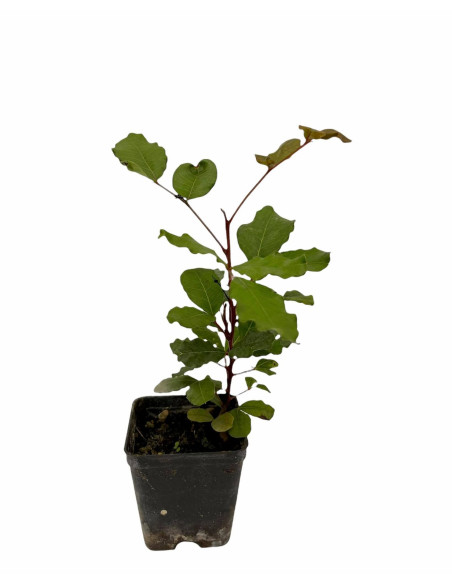 5x Piante Carrubo (Ceratonia siliqua) Vaso 7cm | Mondo Piante