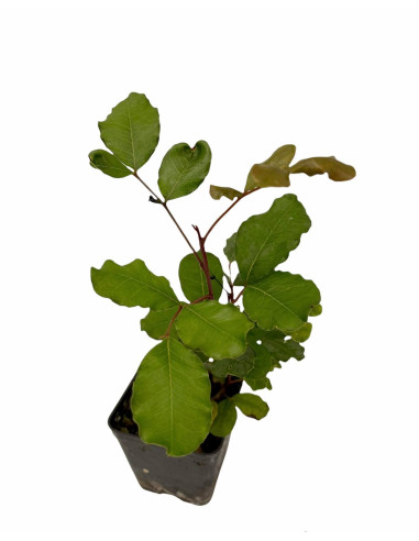 5x Piante Carrubo (Ceratonia siliqua) Vaso 7cm | Mondo Piante