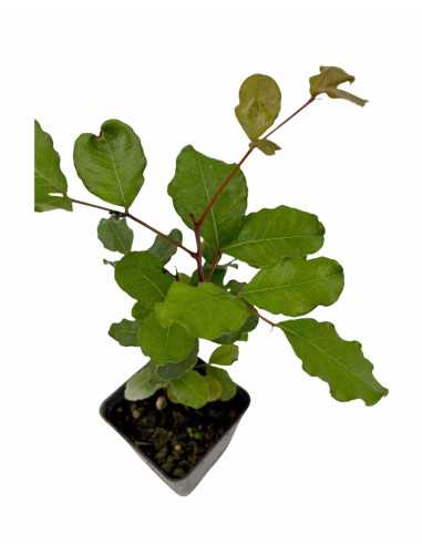 5x Piante Carrubo (Ceratonia siliqua) Vaso 7cm | Mondo Piante