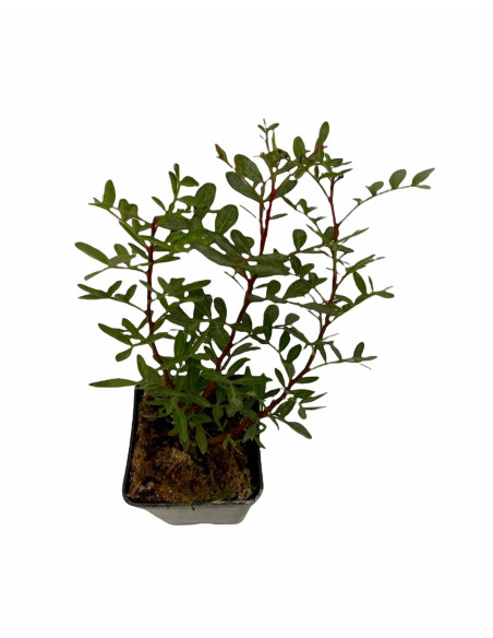 Offerta 5 Piante Lentisco Vaso 7cm | Mondo Piante