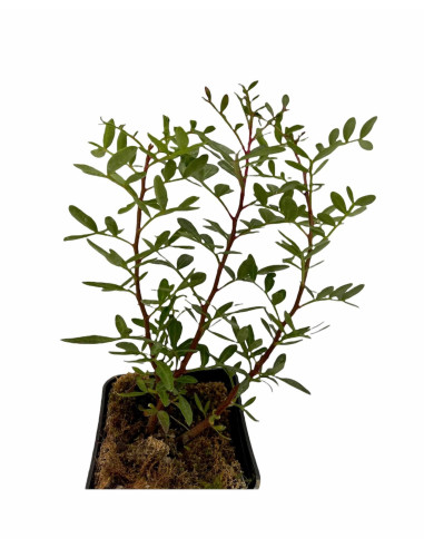 5 Piante di Lentisco in Vaso 7cm-Vendita Piante Da Siepe |Mondo Piante