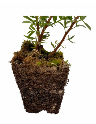 5 Piante di Lentisco in Vaso 7cm-Vendita Piante Da Siepe |Mondo Piante