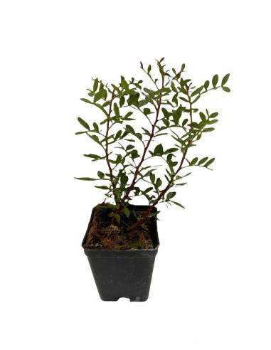 5 Piante di Lentisco in Vaso 7cm-Vendita Piante Da Siepe |Mondo Piante