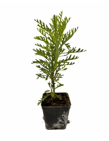 5 Piante di Euryops Pectinatus Vaso 7cm - Cespugli | Mondo Piante