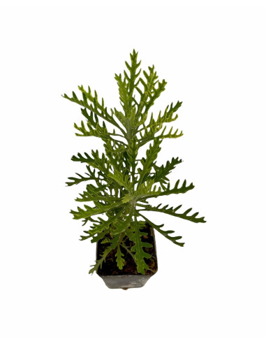 Euryops Plant for Sale - Bush Plants Online | Mondo Piante