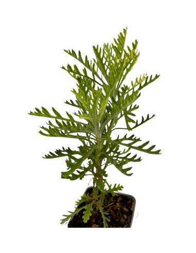 5 Piante di Euryops Pectinatus Vaso 7cm - Cespugli | Mondo Piante