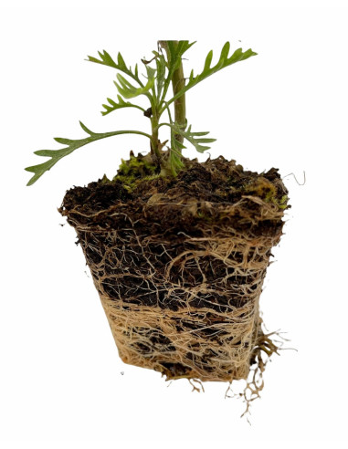 Euryops Plant for Sale - Bush Plants Online | Mondo Piante