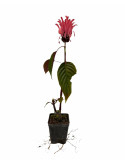 Justicia Carnea, 5x Piante Vaso 7cm