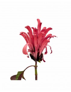 Justicia Carnea, 5x Piante... 2