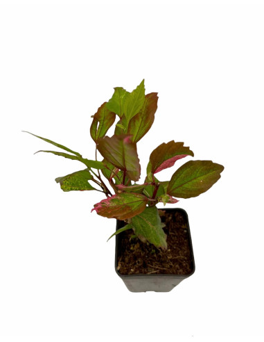 5 Piante di Hibiscus in Vaso 7cm - Pianta Da Cespuglio |Mondo Piante