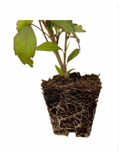 5 Piante di Hibiscus in Vaso 7cm - Pianta Da Cespuglio |Mondo Piante