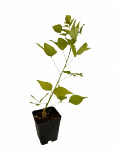 5 Piante di Erythrina... 2