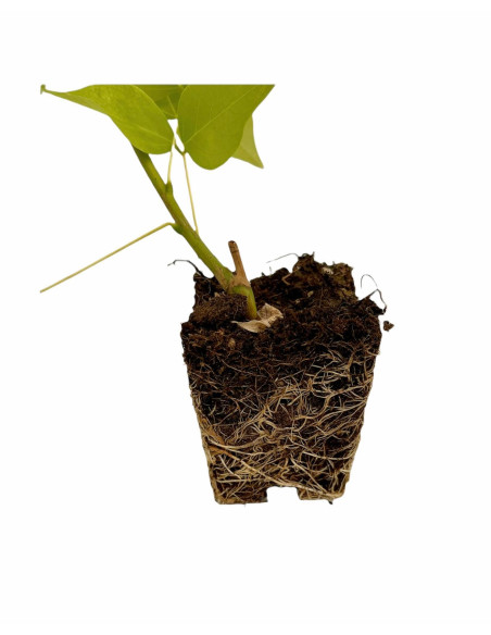 Pianta Erythrina - Vendita Piante Da Cespuglio Online |Mondo Piante