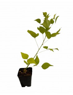 Erythrina Coralloides Plant... 2