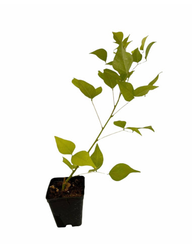 Erythrina Plant for Sale - Bush Plants Online | Mondo Piante