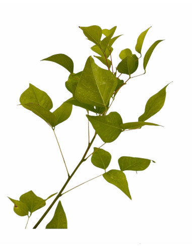Erythrina Plant for Sale - Bush Plants Online | Mondo Piante