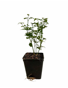 Kit 5 Piante Gelsomino Officinale Vaso 7 cm | Mondo Piante