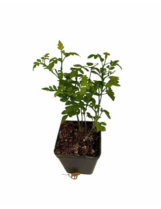 Kit 5 Piante Gelsomino Officinale Vaso 7 cm | Mondo Piante 2