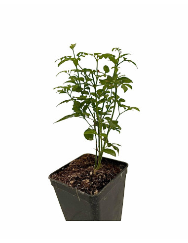 5 Piante Gelsomino Officinale Vaso 7cm -Piante Rampicanti|Mondo Piante