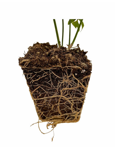 5 Piante Gelsomino Officinale Vaso 7cm -Piante Rampicanti|Mondo Piante