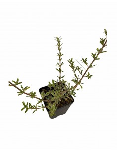 Coprosma, 5x Piante Vaso 7cm 2