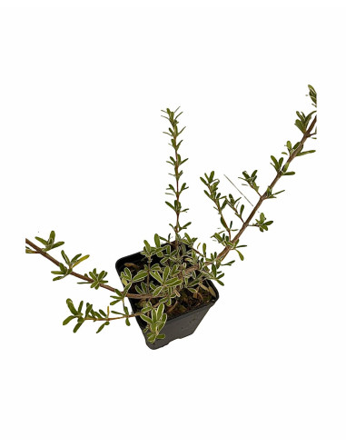 5 Piante di Coprosma Vaso 7cm - Piante Da Cespuglio|Mondo Piante