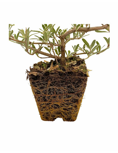 5 Piante di Coprosma Vaso 7cm - Piante Da Cespuglio|Mondo Piante