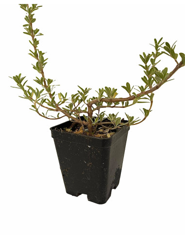 5 Piante di Coprosma Vaso 7cm - Piante Da Cespuglio|Mondo Piante