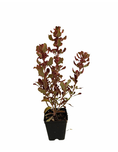 Coprosma Plant for Sale - Bush Plants Online | Mondo Piante