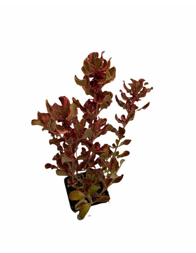 5 Piante di Coprosma Vaso 7cm - Piante Da Cespuglio|Mondo Piante