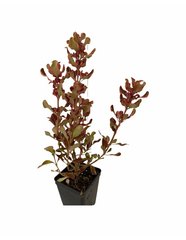 5 Piante di Coprosma Vaso 7cm - Piante Da Cespuglio|Mondo Piante